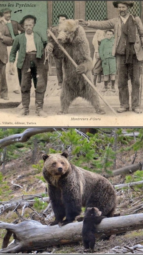 Des ours dans le Pyrénées, aujourd’hui quel intérêt ? Des ours dans le Pyrénées, aujourd’hui quel intérêt ?