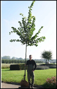 Tilleul argenté - Tilia tomentosa (Moench)tel qu’il sera planté