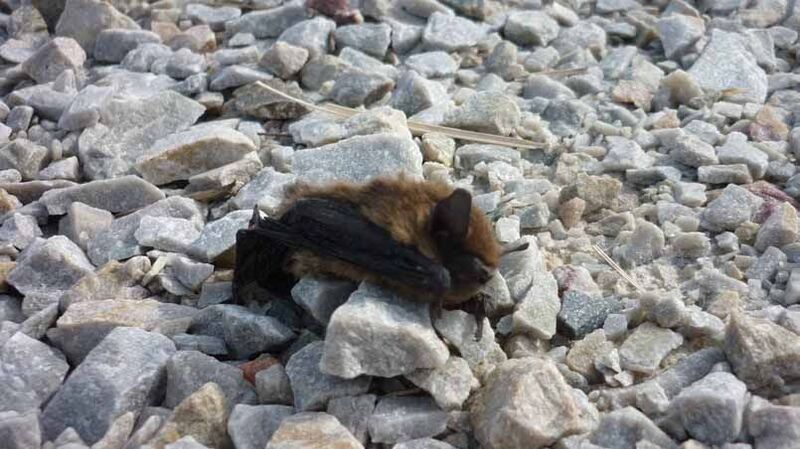 Cadavre de pipistrelle commune sous une éolienne Cadavre de pipistrelle commune sous une éolienne