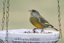 Nourrir les oiseaux en hiver : Certes, mais le faire correctement pour éviter qu’ils en meurent !