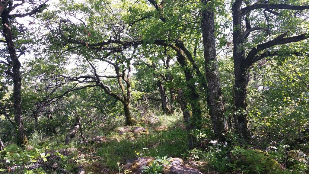 Non la Nature sauvage n’est pas morte, elle est même bien vivante ! Laissons là s’exprimer ! Non la Nature sauvage n’est pas morte, elle est même bien vivante ! Laissons là s’exprimer !