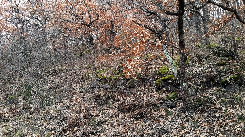 Non la Nature sauvage n’est pas morte, elle est même bien vivante ! Laissons là s’exprimer !