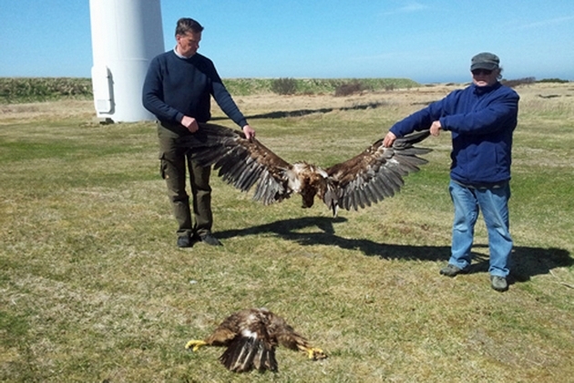 Jeune aigle coupé en deux par une pale