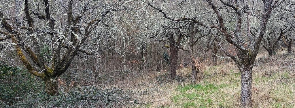 Au bout d'un chemin qui s'efface, ces pommiers tous morts et recouverts de lichens