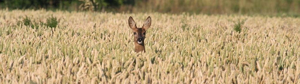 Changement climatique et survie des espèces Changement climatique et survie des espèces