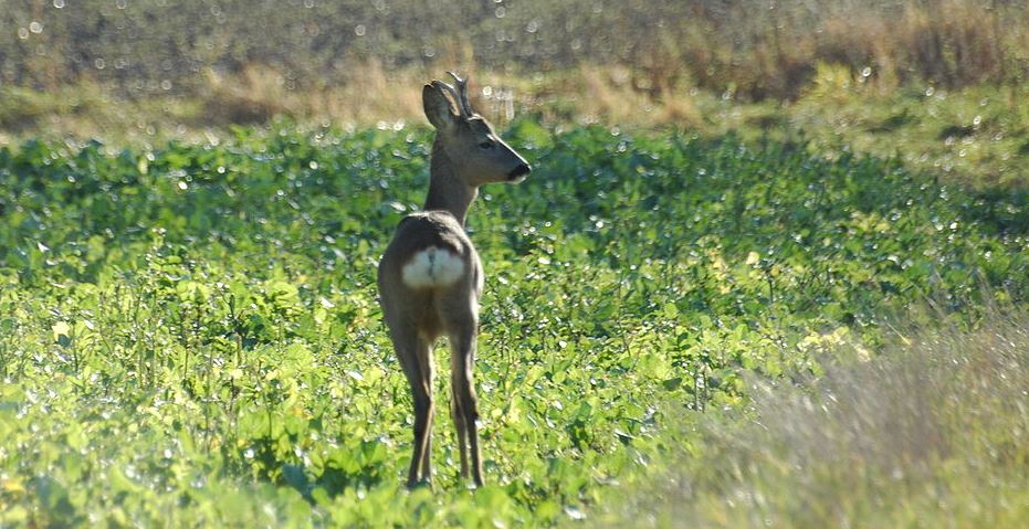 Changement climatique et survie des espèces Changement climatique et survie des espèces