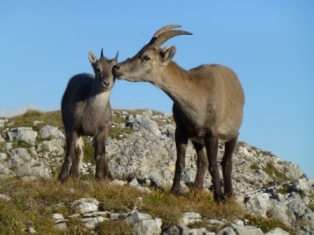Bouquetins du Bargy : arrêtez le massacre ! Bouquetins du Bargy : arrêtez le massacre !