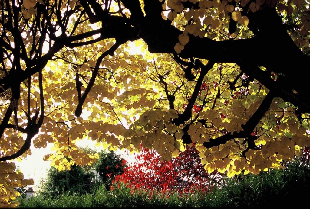 Tilleul Boulevard de la République   Tilleul Boulevard de la République