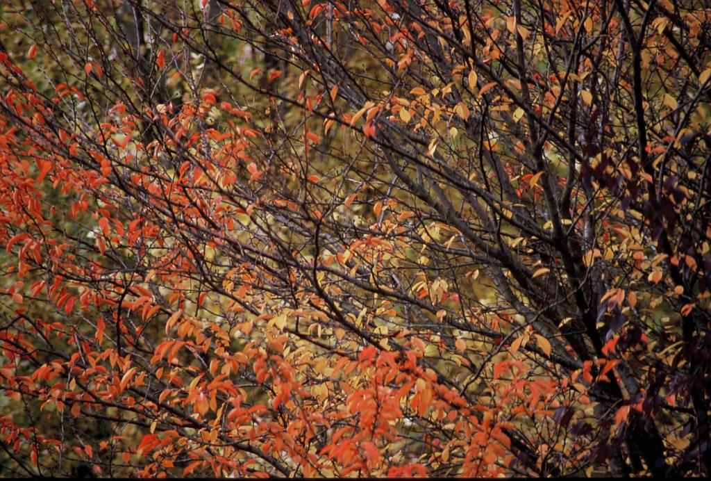 Cerisier Rue des Ormeaux Cerisier Rue des Ormeaux