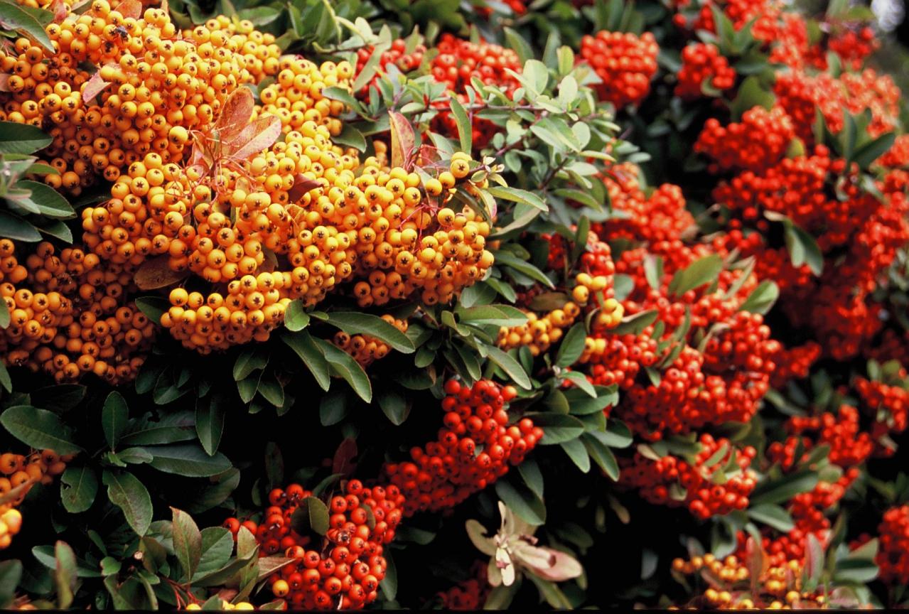 Pyracantha coccinea M; Roem 1847, Buisson ardent, Squ. Pompidou Pyracantha coccinea M; Roem 1847, Buisson ardent, Squ. Pompidou